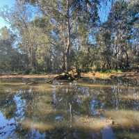 Nature’s Tranquil Haven: Yea Wetlands