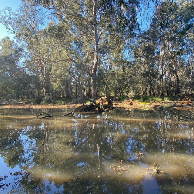 Nature’s Tranquil Haven: Yea Wetlands