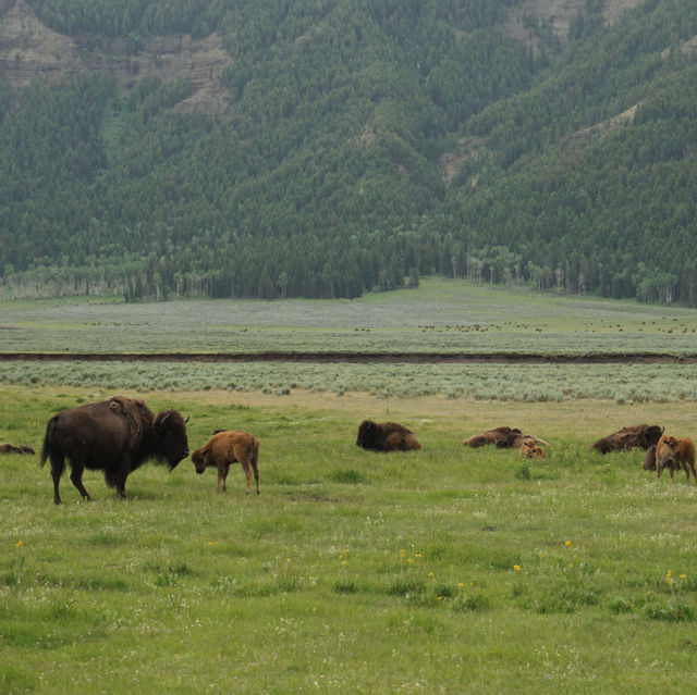 Baby bisons in Yellowstone national park