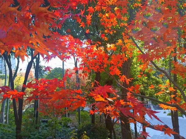 上海這個公園，藏著6座日本人造的彈藥庫