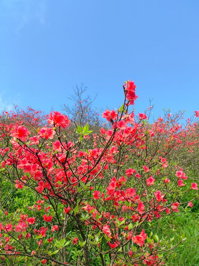 約會浏陽大圍山，在花海漫遊，雲中信步