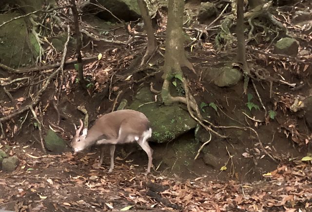 世界遺產 小眾秘境——日本霧久島