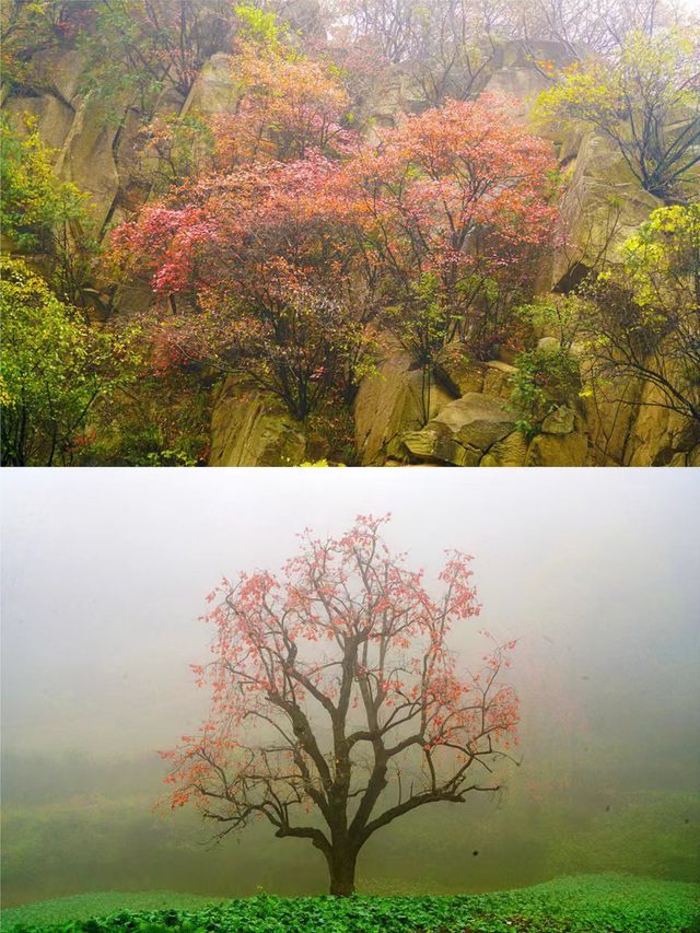 西安‖藍田雲台山紅葉正當時。