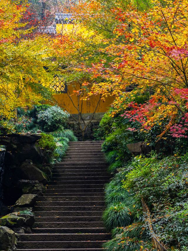 比起靈隱寺，我更愛杭州這座楓葉寺廟！