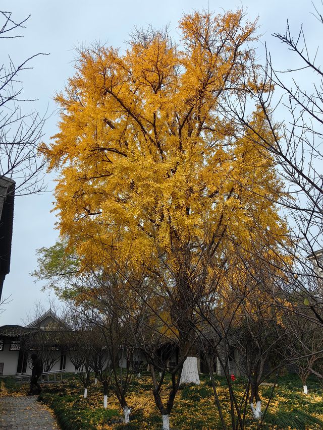 冬日史可法紀念館看你想看的