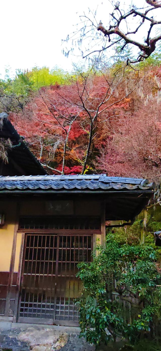 【最美紅葉季】壹湯之守之庭院：青苔覆枯石，楓葉飄零其間