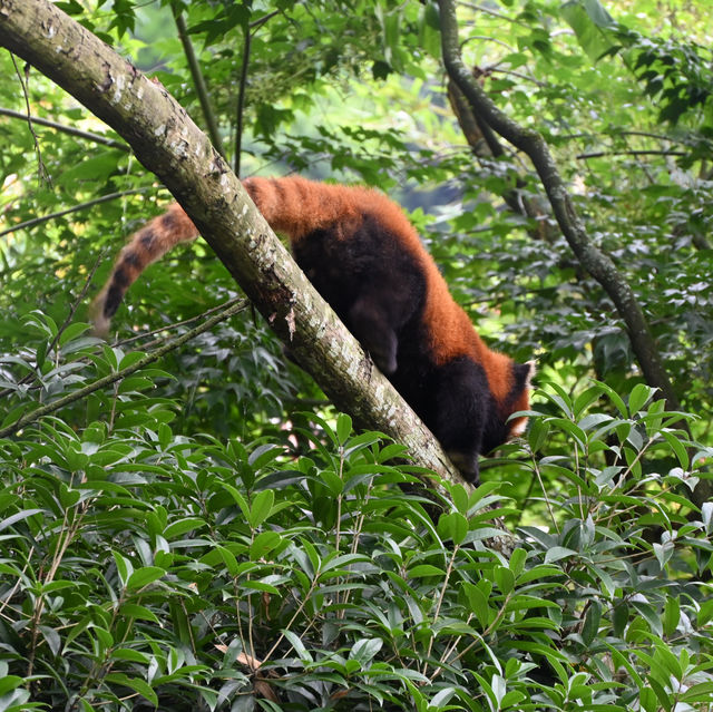 Why visit Panda Valley instead of ChengDu Panda Base?