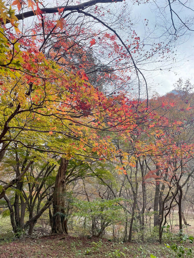 內藏山：韓國八大美景行山賞楓很減壓