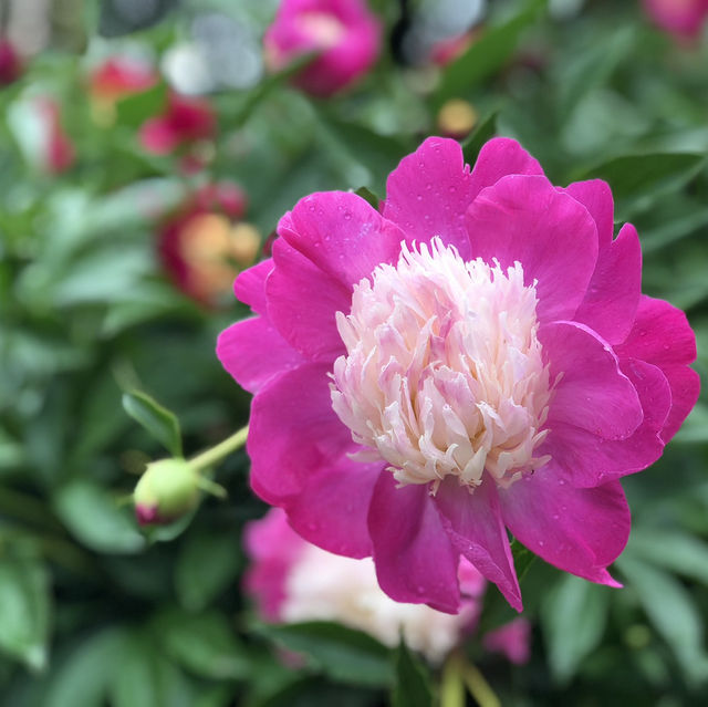 Serene Escapes at Harlem Meer