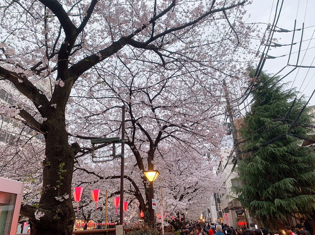 日本🇯🇵東京目黑川賞櫻🌸