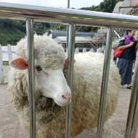 Petting BaBa Black Sheep 🐑 Cameron Highland 