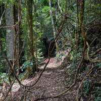 Discover the Enchanting Beauty of Springbrook National Park