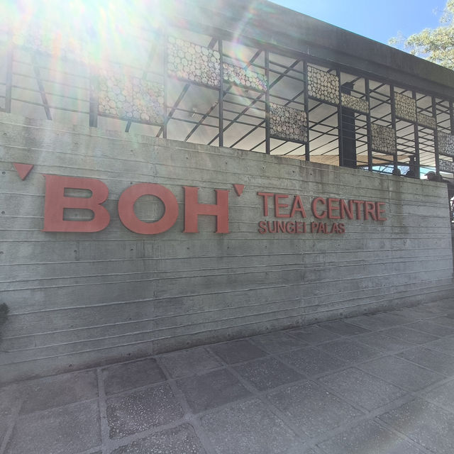 A Refreshing Day at Cameron Highlands' BOH Tea Garden