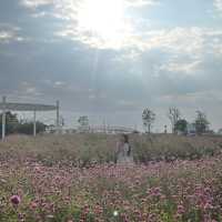 🌸✨ 探索東莞濱海灣花海里，感受花海的浪漫與自然的魅力！✨🌸