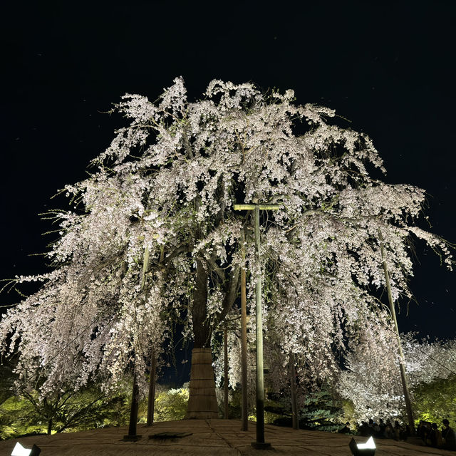 東寺的夜櫻 - 一段永恆的心靈之旅