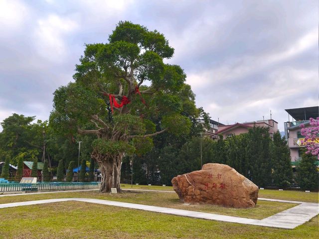 全港獨有的許願樹