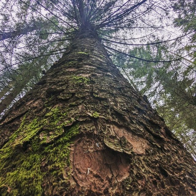 Fløyen Forest, Bergen