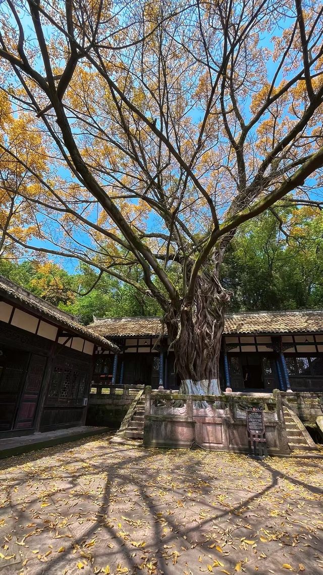 周末徒步合川釣魚城，感受不一樣的歷史文化景點