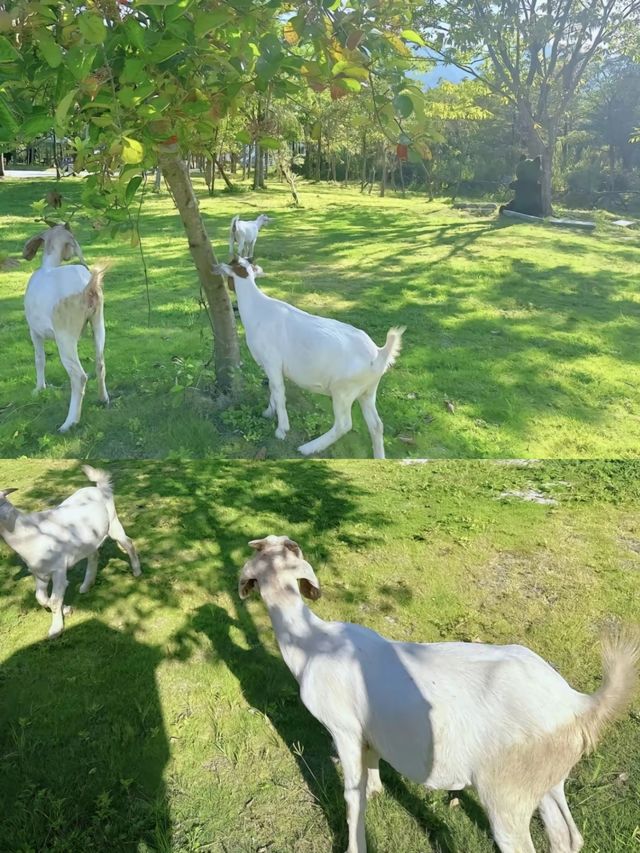 惠州浮生六季生態園小月齡也可以和動物互動。