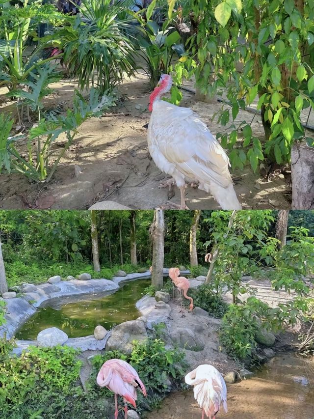 惠州浮生六季生態園小月齡也可以和動物互動。