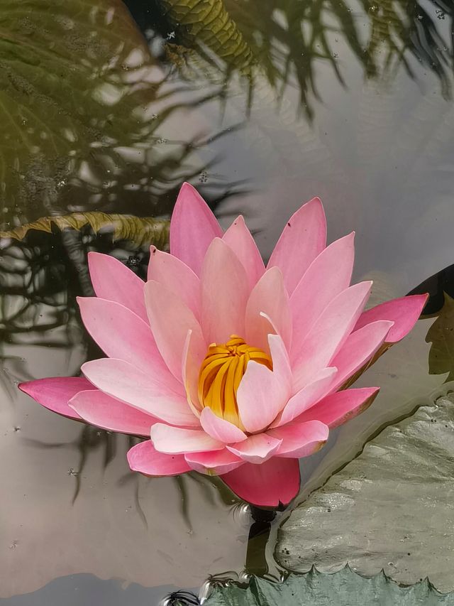 華南國家植物園。