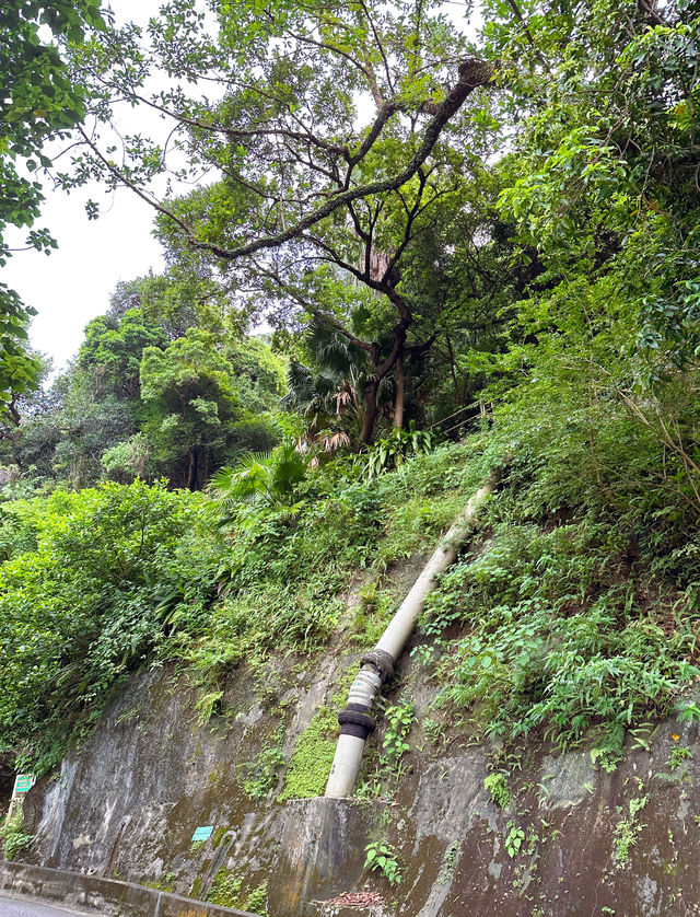 香港攻略｜上太平山頂可別走半山扶梯了吧！