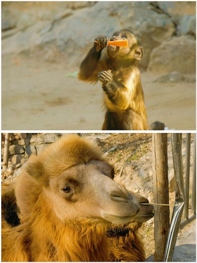 冬季反向遊 |  附鄭州動物園遊玩攻略