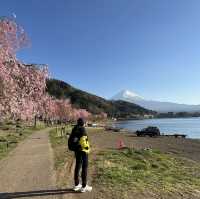 Fuji with Sakura !! 