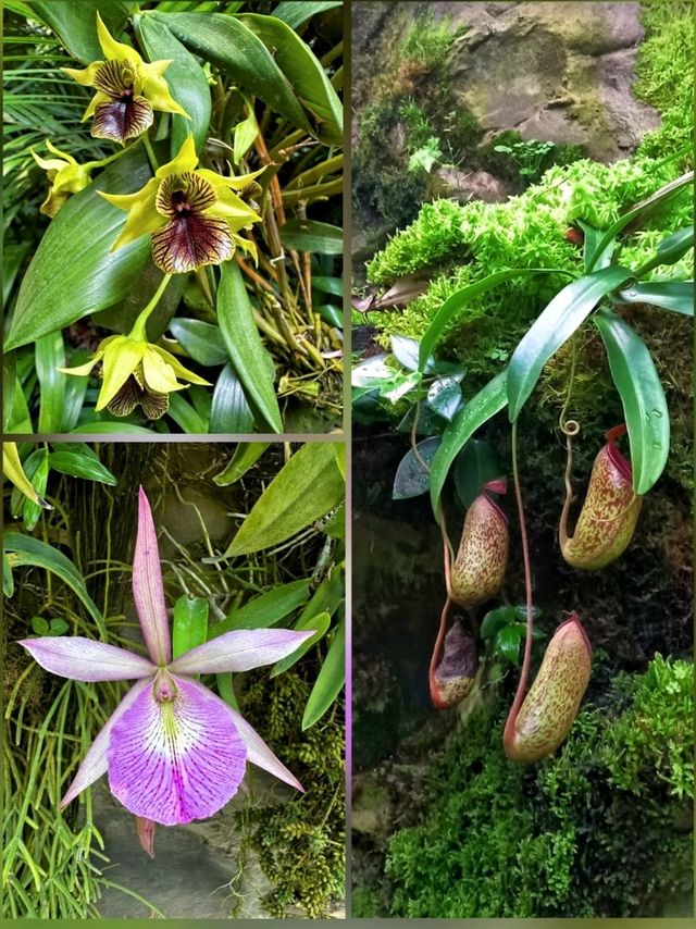 Gorgeous blooms@ National Orchid Garden