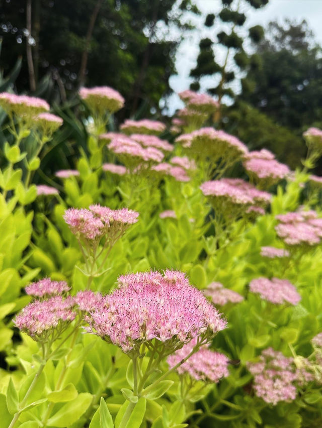 Admiring Colourful Flowers at Botanic Garden