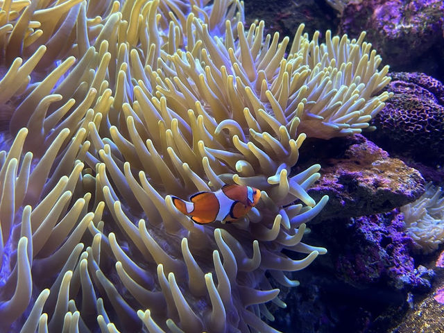 SEA LIFE Sydney Aquarium