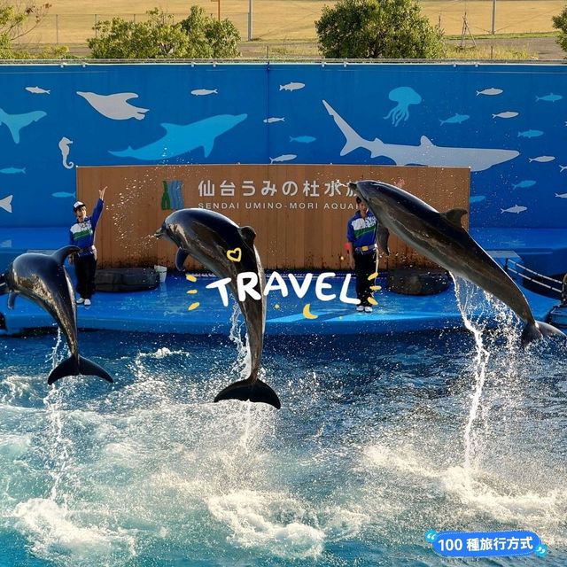 仙台景點｜冬季限定東北企鵝大暴走—仙台海洋森林水族館