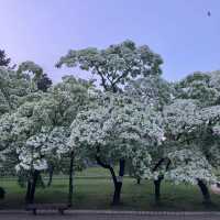 盛岡城：穿越時光日本城堡🌸🏯