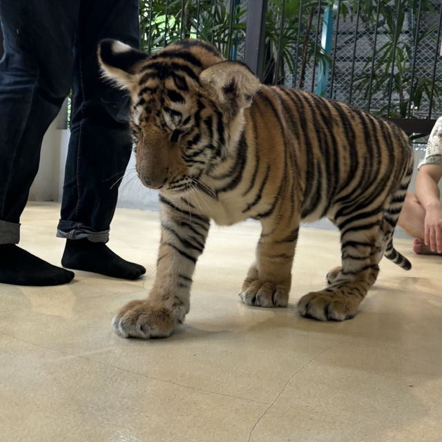 태국 타이거파크 파타야🐯🐅 호랑이 직접 만져보기‼️