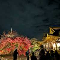 🇯🇵京都「東寺」 倒影如畫的夜楓🍁之旅！