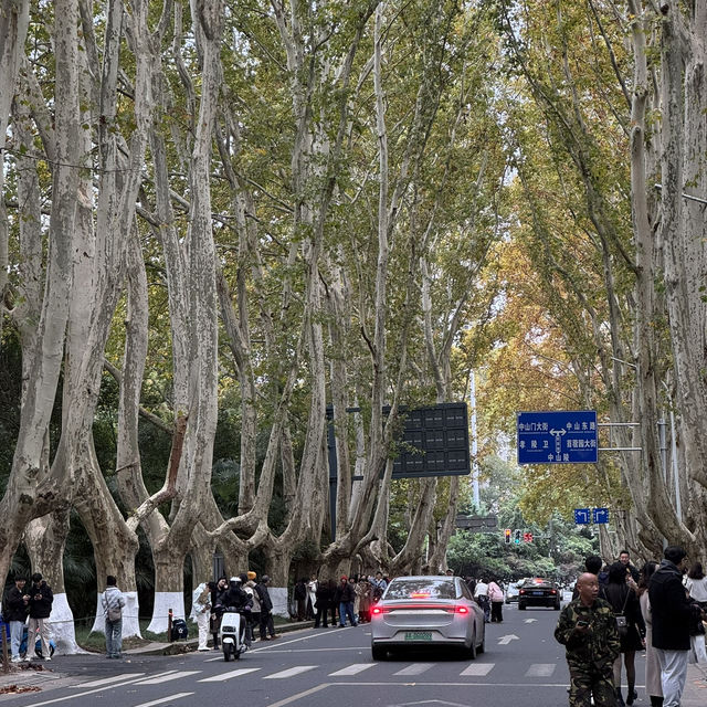 Beautiful Wutong Avenue in Nanjing