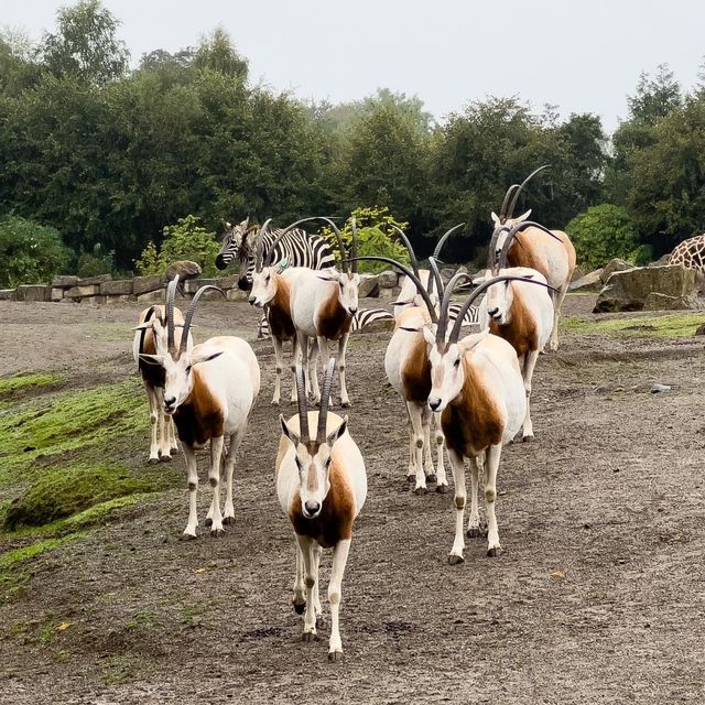 Dublin Zoo is just WoW 🗺️