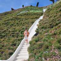 A Scenic Escape to Cameron Highlands: Tea, Strawberries, and Tranquil Beauty