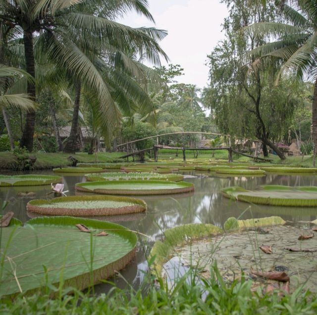 Lily Pad Bliss in HCM Vietnam!