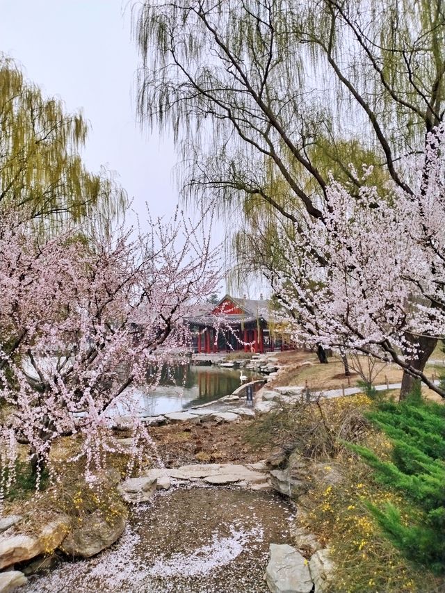 春天玩點花的 春到園林博物館