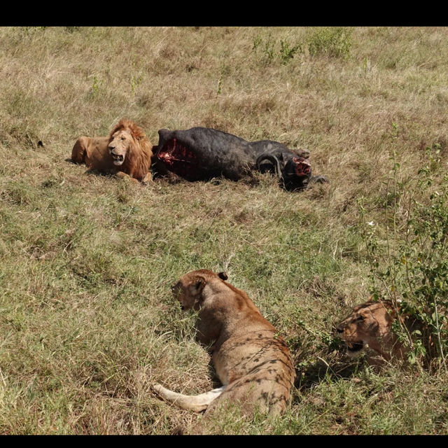 Serengeti national park Tanzania 