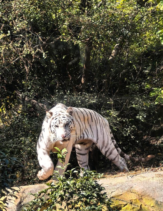 紅山森林動物園：城市裡的野性秘境。