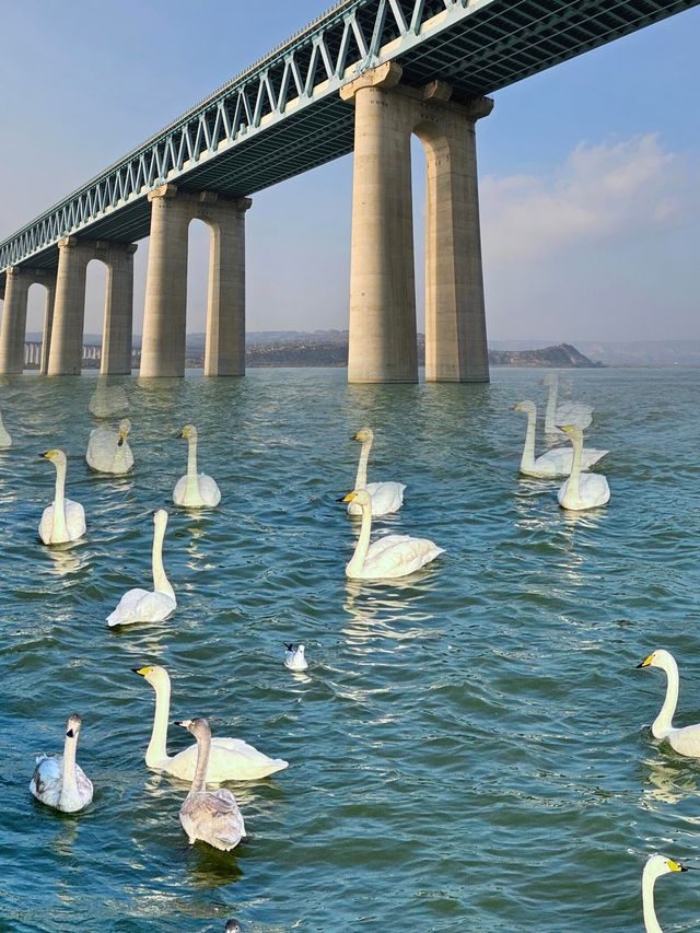 《天鵝湖畔的冬日童話》—天鵝湖一日遊。