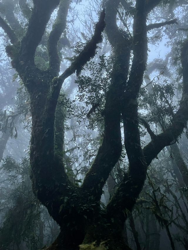 "爆紅"的哀牢山，到底是什麼山？