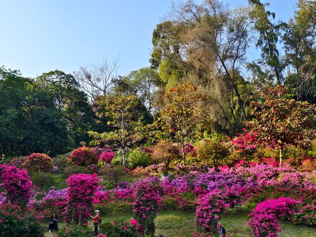 廣州||雲蘿看花了