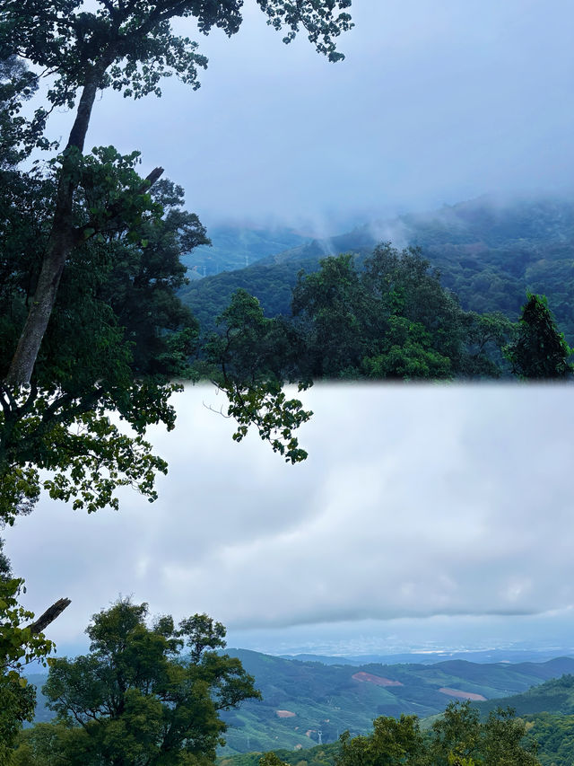 西雙版納南糯山 | 回歸自然，賞百年茶樹