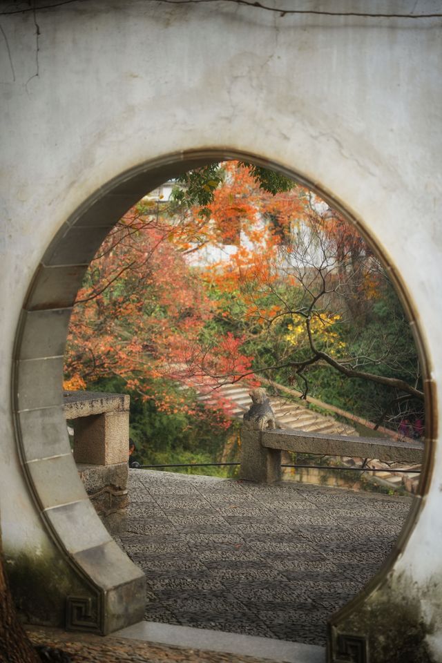 後悔沒有早點來虎丘紅楓也太好看了吧