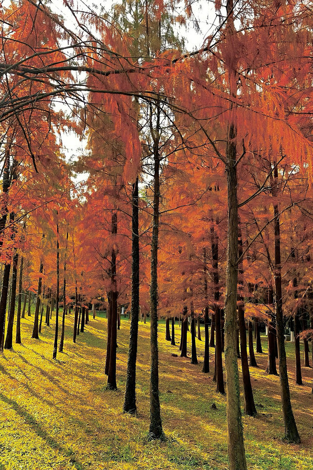 驚！泉州森林公園藏着一片「紅海」