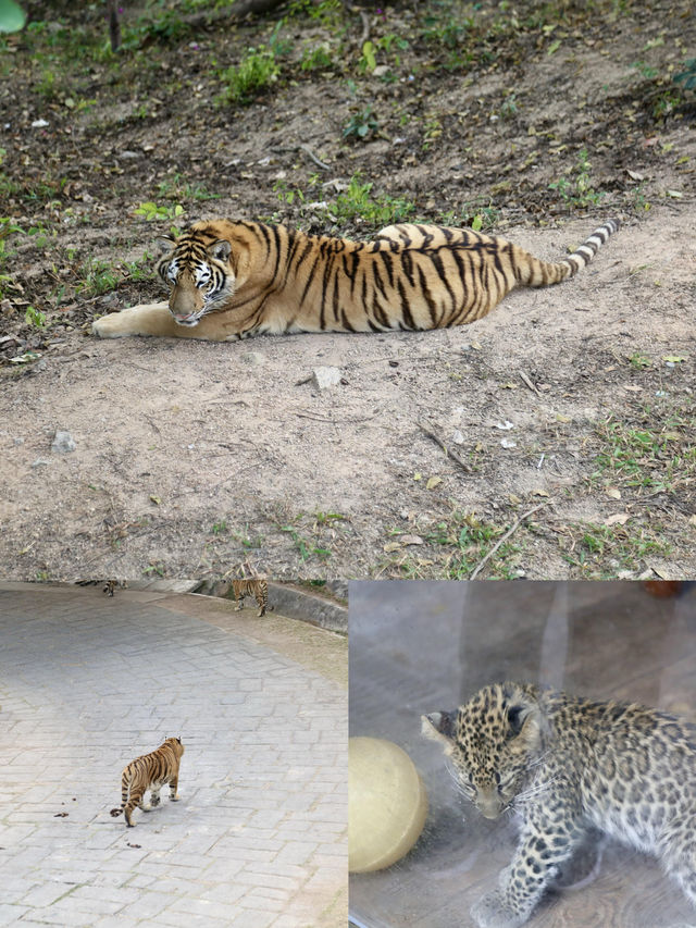 一場說走就走的野生動物之旅