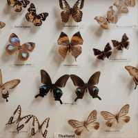 KL Butterfly Park, Kuala Lumpur